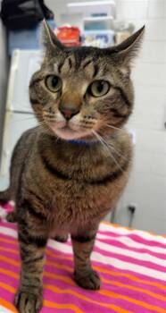 Domestic Short Hair Cats Available for Adoption - KICKSTAND | PetCurious