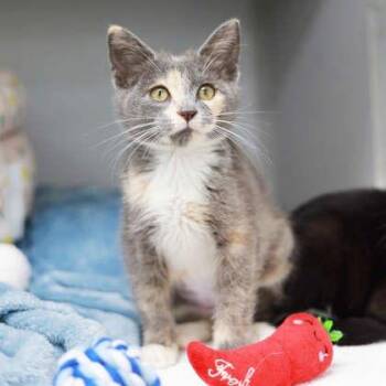 Calicula -  Domestic Short Hair Cat for Adoption in Atlanta, Georgia - Calicula | PetCurious