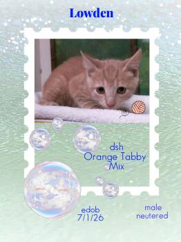 Lowden -  Domestic Short Hair and Tabby Cat for Adoption in Missouri City, Texas - Lowden | PetCurious