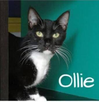 Rescue Domestic Short Hair Cats for Adoption in Pawleys Island, South Carolina - Ollie | PetCurious