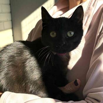 Rescue Domestic Short Hair Cats for Adoption in Brownsboro, Alabama - Clanker | PetCurious