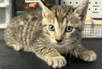 Dan -  Domestic Short Hair Cat for Adoption in Chamblee, Georgia - Dan | PetCurious