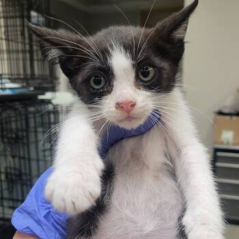 Rescue Domestic Short Hair Cats for Adoption in Westminster, California - Gillyweed | PetCurious