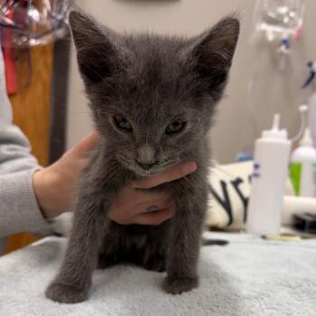 Domestic Short Hair Cats Available for Adoption in Detroit Lakes, Minnesota - Gale | PetCurious