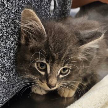 SCFL-Stray-66347 -  Domestic Short Hair Cat for Adoption in Lake Panasoffkee, Florida - SCFL-Stray-66347 | PetCurious