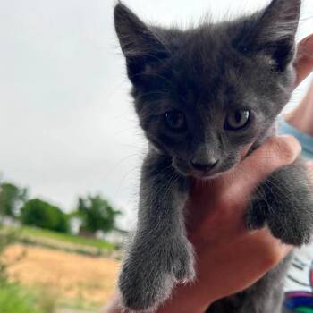 Littlefoot -  Domestic Short Hair Cat for Adoption in Nampa, Idaho - Littlefoot | PetCurious