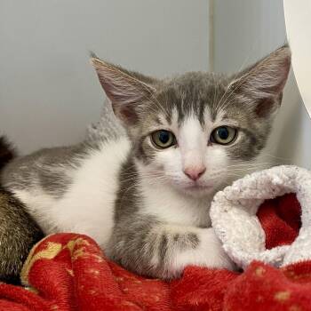 Gwystyl (bonded with Elinwy) -  Domestic Short Hair Cat for Adoption in Oakland, California - Gwystyl (bonded With Elinwy) | PetCurious