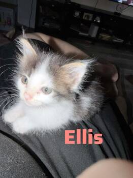Calico Cats Available for Adoption in Shrewsbury, Massachusetts - Ellis | PetCurious