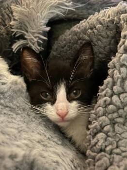 Versace -  Domestic Short Hair Cat for Adoption in Newaygo, Michigan - Versace | PetCurious