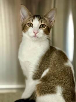 Rescue Domestic Short Hair and Abyssinian Cats for Adoption in Fort Lauderdale, Florida - Polly Pocket | PetCurious