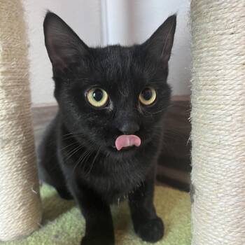 Domestic Short Hair Cats Available for Adoption - Eclipse | PetCurious