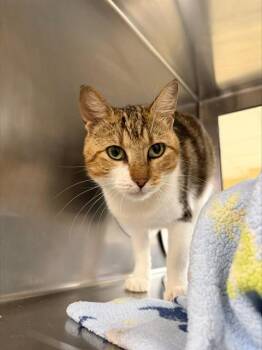 RAISIN SWIRL -  Domestic Short Hair Cat for Adoption in Fort Myers, Florida - RAISIN SWIRL | PetCurious