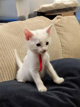 Domestic Short Hair Cats Available for Adoption in Virginia Beach, Virginia - Ernest 