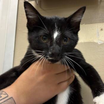 Tanjiro -  Domestic Short Hair Cat for Adoption in Birmingham, Alabama - Tanjiro | PetCurious