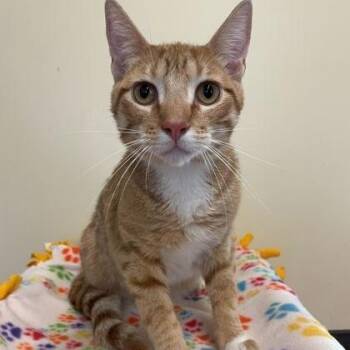 Max -  Domestic Short Hair Cat for Adoption in Rochester, Minnesota - Max | PetCurious