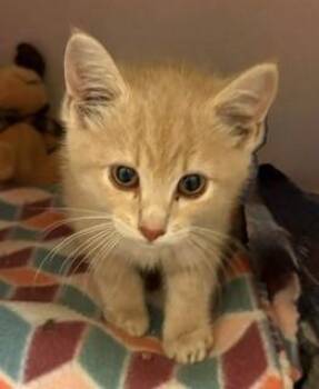 Vienna -  Domestic Short Hair Cat for Adoption in Mason City, Iowa - Vienna | PetCurious