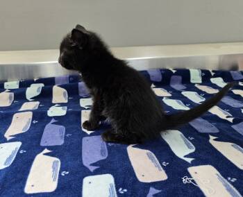 Rescue Domestic Short Hair Cats for Adoption in Dickson, Tennessee - Merlin | PetCurious