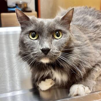 Domestic Long Hair Cats Available for Adoption - Lizzy | PetCurious