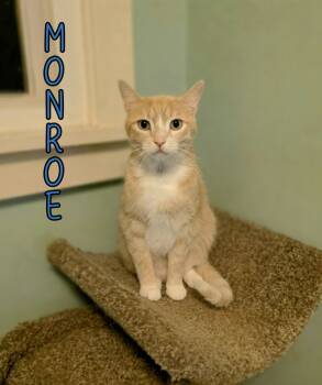 Rescue Domestic Short Hair Cats for Adoption in Port Clinton, Ohio - Monroe | PetCurious