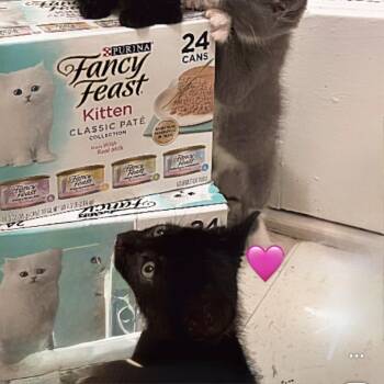 Walden -  Domestic Short Hair Cat for Adoption in New York, New York - Walden | PetCurious
