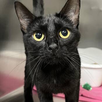 Misty -  Domestic Short Hair Cat for Adoption in Johnston, Rhode Island - Misty | PetCurious
