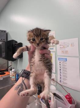 Chipper -  Domestic Short Hair Cat for Adoption in Athens, Tennessee - Chipper | PetCurious