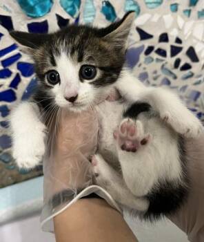 ELMER -  Domestic Short Hair Cat for Adoption in Pensacola, Florida - ELMER | PetCurious