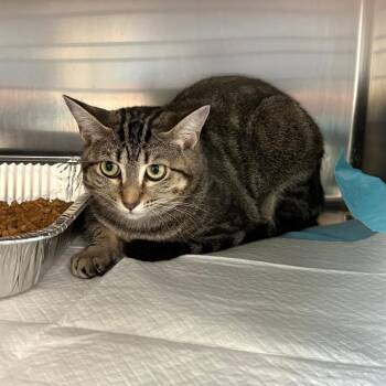 Delaney -  Domestic Short Hair Cat for Adoption in Tulsa, Oklahoma - Delaney | PetCurious