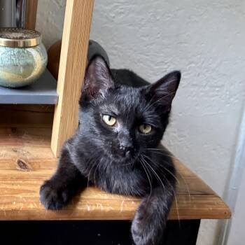 The Maine -  Domestic Short Hair Cat for Adoption in Richmond, Virginia - The Maine | PetCurious