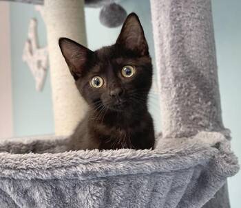 Bitzy -  Domestic Short Hair Cat for Adoption in Charles Town, West Virginia - Bitzy | PetCurious
