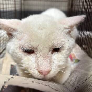 Manny -  Domestic Short Hair Cat for Adoption in Yuma, Arizona - Manny | PetCurious
