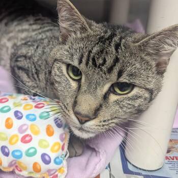 Domestic Short Hair Cats Available for Adoption in Springfield, Illinois - Chumley | PetCurious
