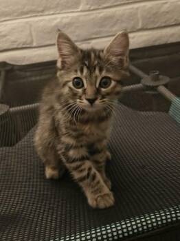 Pixie 6 -  Domestic Short Hair Cat for Adoption in Tucson, Arizona - Pixie 6 | PetCurious