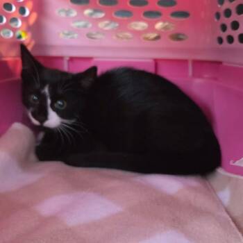 Whisper -  Domestic Short Hair Cat for Adoption in Wadena, Minnesota - Whisper | PetCurious