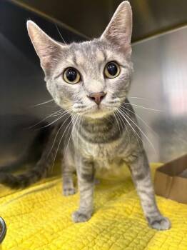 Sarafina -  Domestic Short Hair Cat for Adoption in Saint Charles, Missouri - Sarafina | PetCurious