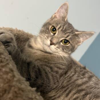 Domestic Short Hair Cats Available for Adoption - Ash & Aspen | PetCurious