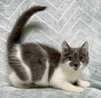 Stevie -  Domestic Short Hair Cat for Adoption in Gary, Indiana - Stevie | PetCurious