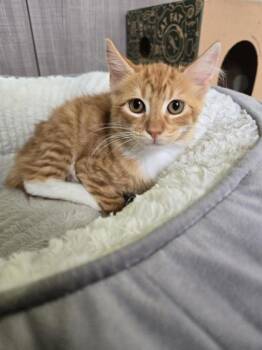 Leviosa -  Domestic Short Hair Cat for Adoption in Honolulu, Hawaii - Leviosa | PetCurious