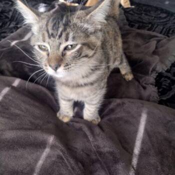 Lolita "Pudgy" -  Domestic Short Hair Cat for Adoption in Tampa, Florida - Lolita "Pudgy" | PetCurious