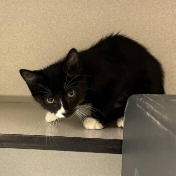 Moana -  Domestic Short Hair Cat for Adoption in Oshkosh, Wisconsin - Moana | PetCurious
