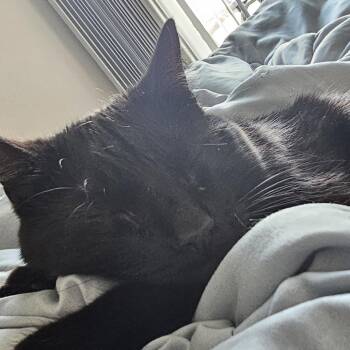 Domestic Short Hair Cats Available for Adoption in Lynchburg, Virginia - Luna | PetCurious