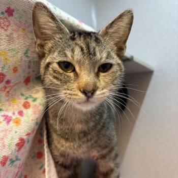 Domestic Short Hair Cats Available for Adoption in Pittsburgh, Pennsylvania - Wynonna | PetCurious