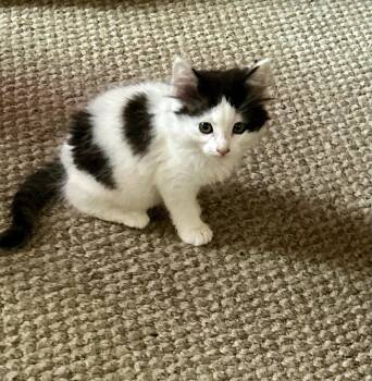 Phoebe -  Domestic Short Hair Cat for Adoption in Cleveland, Ohio - Phoebe | PetCurious
