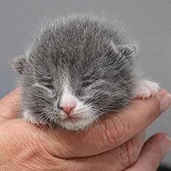 Renly - Mostly Grey M -  Domestic Short Hair Cat for Adoption in Defiance, Ohio - Renly - Mostly Grey M | PetCurious