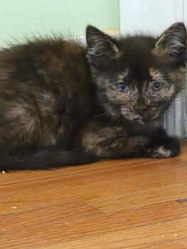 Rescue Domestic Short Hair Cats for Adoption in Grand Rapids, Michigan - Spike | PetCurious