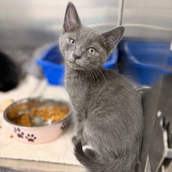 Domestic Short Hair Cats Available for Adoption in Spokane, Washington - Sebastian | PetCurious