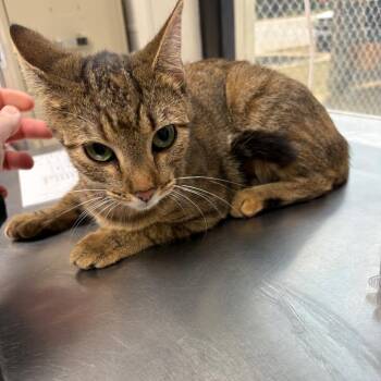 Sunflower Seed -  Domestic Short Hair Cat for Adoption in Columbiana, Alabama - Sunflower Seed | PetCurious