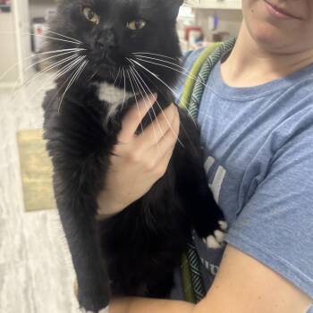 Griff -  Domestic Long Hair Cat for Adoption in Rogersville, Tennessee - Griff | PetCurious
