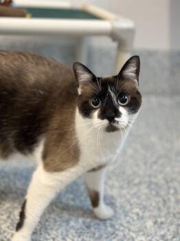 Detective Mittens -  Snowshoe Cat for Adoption in Stafford, Virginia - Detective Mittens | PetCurious