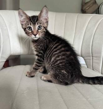 Kai -  Domestic Short Hair and Tabby Cat for Adoption in Homer Glen, Illinois - Kai | PetCurious